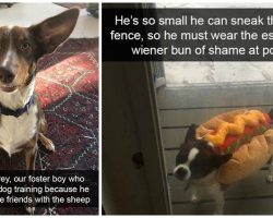 11 Of The Funniest And Most Heartwarming Snapchats That Prove ‘We Don’t Deserve Dogs’