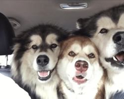3 Malamutes Are Wonderfully Out Of Tune While Singing In The Car