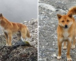 Ancient Breed Of Singing Dog Spotted In Wild For First Time In 50 Years