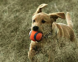 The 10 Best Dog Toys, According to Our Fans