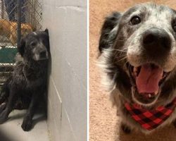 ‘Abandoned And Broken’ Shelter Dog Can’t Stop Smiling Once He Realizes He’s Found A Forever Home