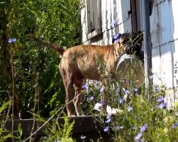 Abandoned Dog Carries Empty Bowl From Door To Door Hoping Someone Will Feed Him