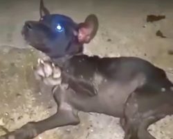 Puppy With Broken Back Reaches Out And Asks Not To Be Left Alone Again