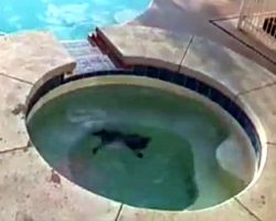 Man Shares Footage Of His Dog Drowning In A Hot Tub As A Warning To Dog Owners