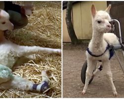 Alpaca Survives Difficult Birth That Killed Mom, Learns To Live Without Hind Legs
