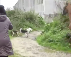 Woman Runs Into A Pack Of Dogs To Save A Fox As Hunters Yell At Her