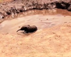 5-Day-Old Baby Elephant Falls Into Deep Mud Pond, Mama Elephant Cries For Help