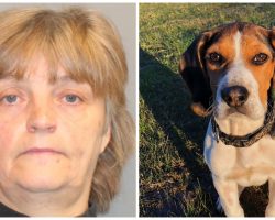 She Threw Her Helpless Beagle From A Moving Vehicle & Reported The Dog Lost