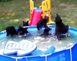 Family Was Planning On Using The Pool, But They Found It Was Already Occupied