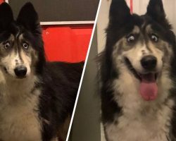 Beautiful Cross-Eyed Husky Cruelly Abandoned by Breeder Finds Forever Home