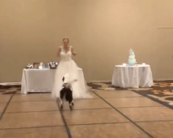 “Best Dog” And Bride Win Hearts Dancing At Wedding