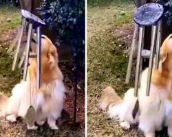 Dog Accidentally Walks Into Wind Chimes & Proceeds To Sing The Song Of Her People