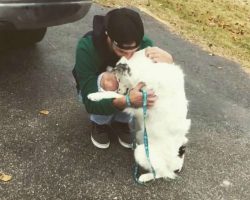 Border Collie Too Hurt To Be Pet Can’t Stop Cuddling His New Dad