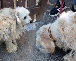 Disheveled Dogs Confided In Each Other After They Were Kicked Out Onto The Street