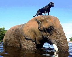 Orphaned Elephant Didn’t Have A Single Friend, Then A Dog Climbed On Her Head