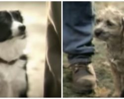 Budweiser Scores Touchdown With Classic Dog Commercial