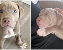 Thugs Hold Knife To Man’s Throat & Make Him Fork Over His American Bulldog Pup