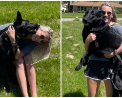 Woman Reunites With Missing Dog After Lady Drove Off With Her 900 Miles Away