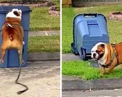 Bulldog Is Obsessed With Running Up And Knocking Over Every Trashcan He Sees
