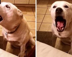 Sarcastic Dog Faces His Humans And Mocks Them By Imitating How They Talk