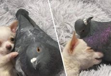 Puppy Who Can’t Walk And Pigeon Who Can’t Fly Become Best Friends