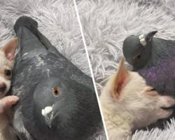 Chihuahua That Can’t Walk Becomes Best Friends With Pigeon That Can’t Fly, And Their Photos Are Adorable