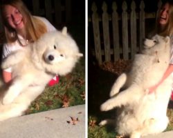 Large Dog Pranks His Owner By Becoming A Dead Weight When She Tries To Lift Him