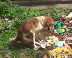 Paralyzed Dog Found Amongst The Trash With His Back Legs Tied Together