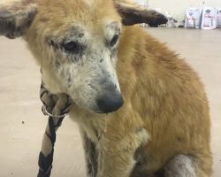 Owner Who Tried To Kill His Dog Asks Animal Rescue To Finish The Job