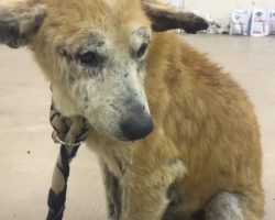 Owner Who Tried To Kill His Dog Asks Animal Rescue To Finish The Job