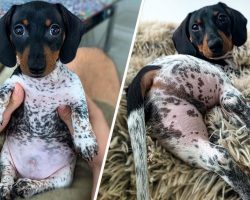 Adorable Dachshund Looks Like He Has The Body Of A Cow (30 Pics)