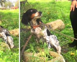 Instead Of Rescuing An Abandoned Dog, They Tied Her To A Tree & Left Her To Die