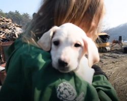 Puppy Found At Hell On Earth Gets A New Mom Right On The Spot
