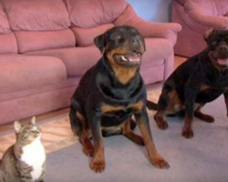 Dad’s teaching the dogs a new trick, but the cat isn’t to be outdone