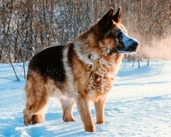 Dog Keeps Barking During Walk, Owner Follows Him To Frozen Pond And Shrieks