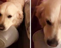 Worried Dog “Moos” Like A Cow And Brings Mom The “Sick Bowl” When She Falls Ill