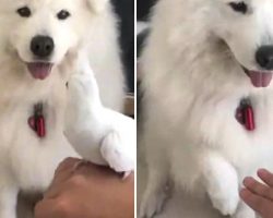 Friendly Samoyed Pup Offers Paw To Copy Owner And Hold The Pet Bird