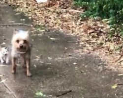 Dog Rescues Abandoned Kitten And Brings Her Home