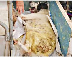 Dog On Deathbed Gazes At 1st Person Who Paid Attention & Smiles Through His Pain