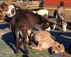 Donkey Sees His Friend Lying Dead And Cries Out Loudly Begging Him To Wake Up