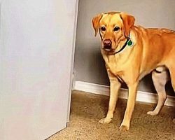 Dog Sees Statue That Looks Just Like Him And It Completely “Freaks Him Out”