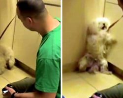 Dog Was Going To Be Put Down, So She Backed Herself Into A Corner And Cried