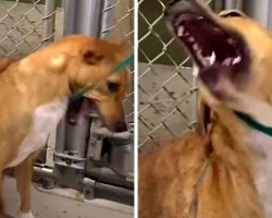 Dog With Broken Bones Shudders At Human Touch, But A Woman Begs For Her Trust