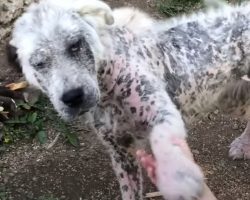Sickly Stray Offered Paw To Strangers To Ask Them To Save Her And A Friend