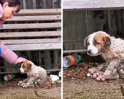 Woman Tried Her Best To Save Dying Puppy, But Puppy Said Goodbye With Sad Eyes