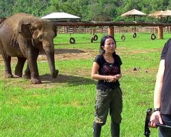 Elephant Barges In On Interview To “Save” Her Caretaker From The Interviewers