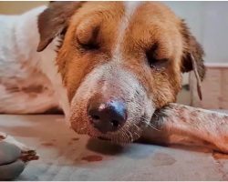 Stray Fought So Hard That She Fainted Against The Steps Of A Convenience Store