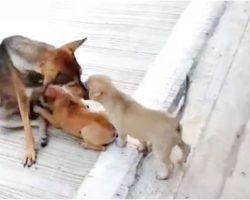 Fractured Street Dog Still Nursed And Loved Her Babies As Best She Could