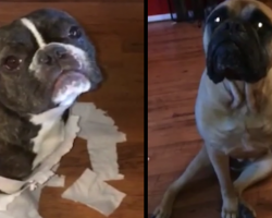 Guilty French Bulldog Gets In Trouble, And His Mastiff Friend Is No Help