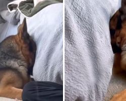 German Shepherd Puts Himself In Time-Out Ashamed That He Got In The Trash